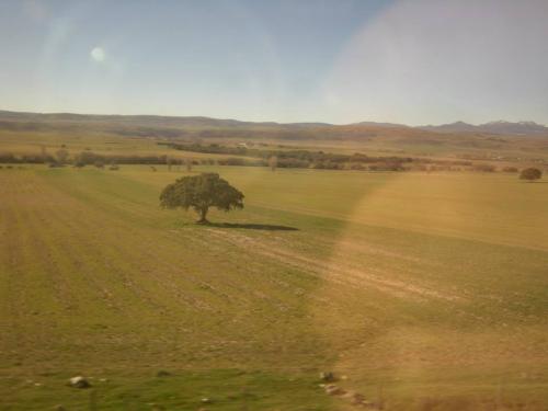 Cada hoja del árbol ... Cada hoja del árbol ...