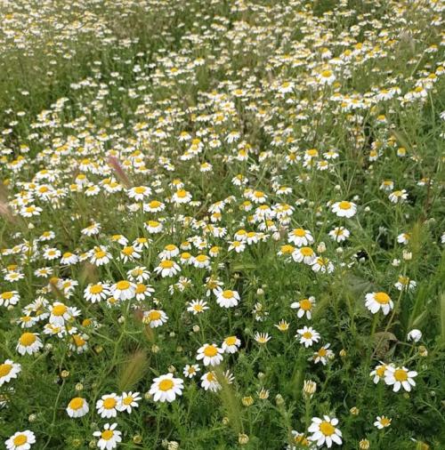 Alineamiento emocional: La sanación como reconocimiento de la verdad Alineamiento emocional: La sanación como reconocimiento de la verdad