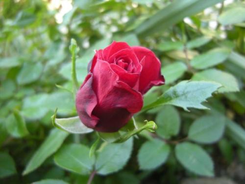 Meditación Ritual "Corte de Lazos Tóxicos" Meditación Ritual "Corte de Lazos Tóxicos"