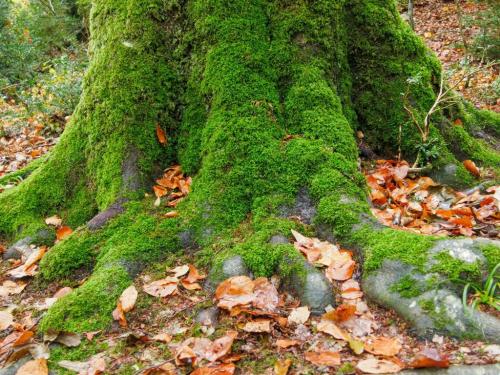 "Introducción a la Meditación Zen" "Introducción a la Meditación Zen"