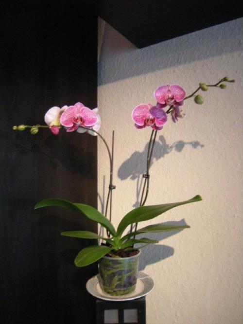 Mantra Kundalini - RA MA DA SA SA SE SO JONG Mantra Kundalini - RA MA DA SA SA SE SO JONG