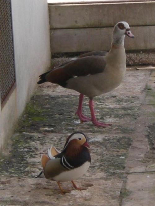 Meditación Limpieza de Emociones con Luz Meditación Limpieza de Emociones con Luz