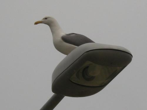 Meditación Viviendo la Paz Meditación Viviendo la Paz