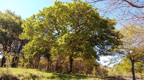 Meditación Amor y Paz Meditación Amor y Paz