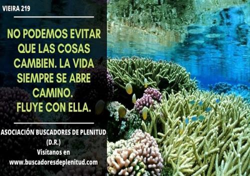 Vieiras 219... Vieiras 219...