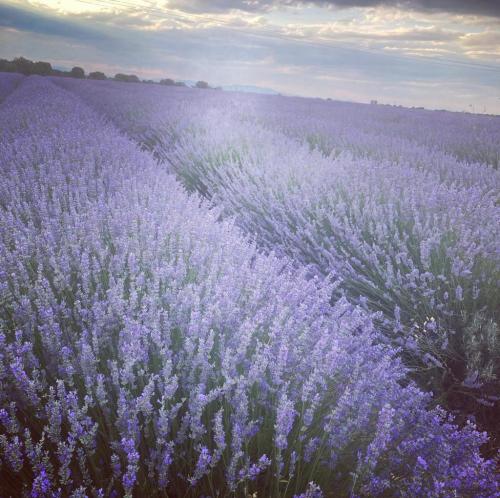 ¡Feliz Vida! ¡Feliz Vida!