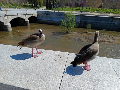 Vídeo: "4to Hábitos de la gente altamente efectiva" Vídeo: "4to Hábitos de la gente altamente efectiva"