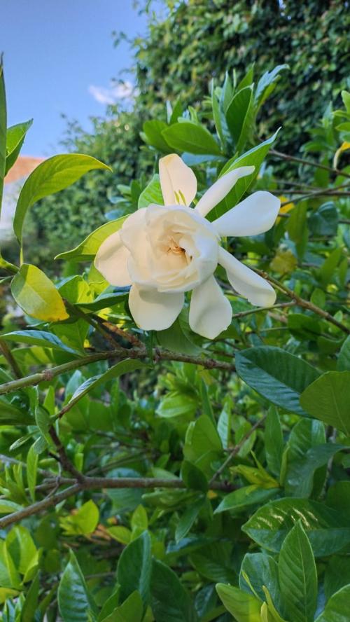 Vídeo: "Meditación Om Mani Padme Hum" Vídeo: "Meditación Om Mani Padme Hum"