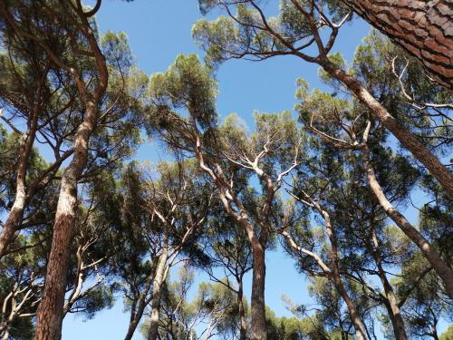 El Ego y el Inconsciente en la Espiritualidad El Ego y el Inconsciente en la Espiritualidad