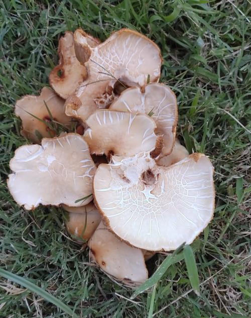 El Enojo y La Auto-Exigencia - Parte 1 El Enojo y La Auto-Exigencia - Parte 1