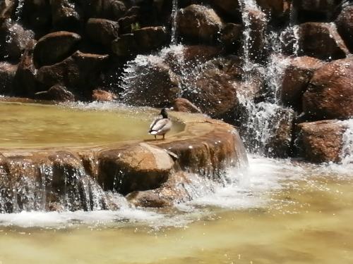 Meditación del Perdón con Afirmaciones Meditación del Perdón con Afirmaciones