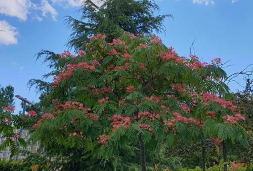 Alarma/Alerta - Distinciones y coaching Alarma/Alerta - Distinciones y coaching