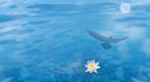 Vídeo: "Meditación Compasión por el mundo y todos los seres" Vídeo: "Meditación Compasión por el mundo y todos los seres"