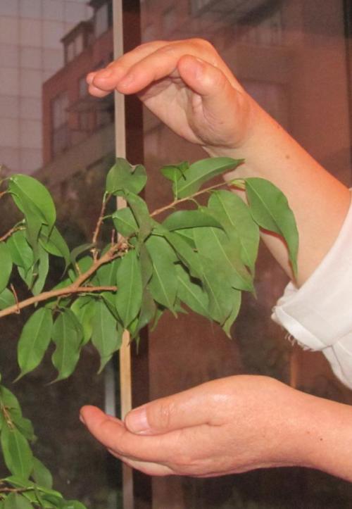 Reiki para plantas Reiki para plantas